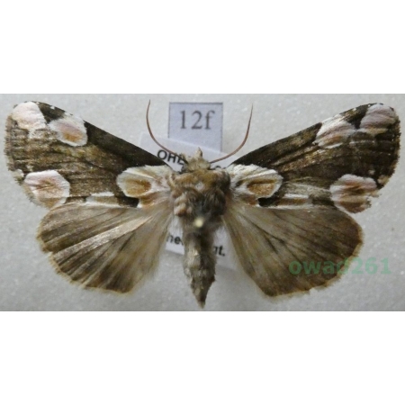 Thyatira batis (Linnaeus, 1758) Plamówka malinówka Czech12f